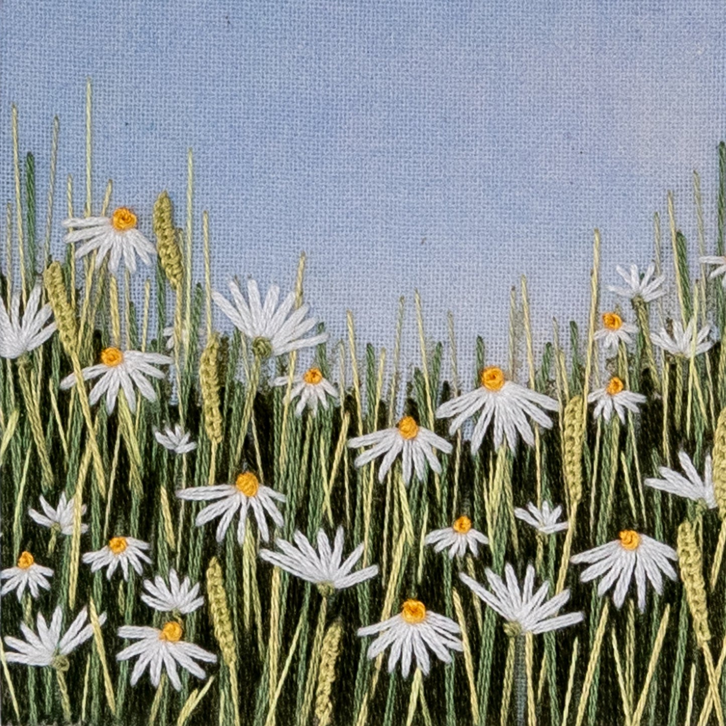 Rabbit's eye view of white daisy meadow