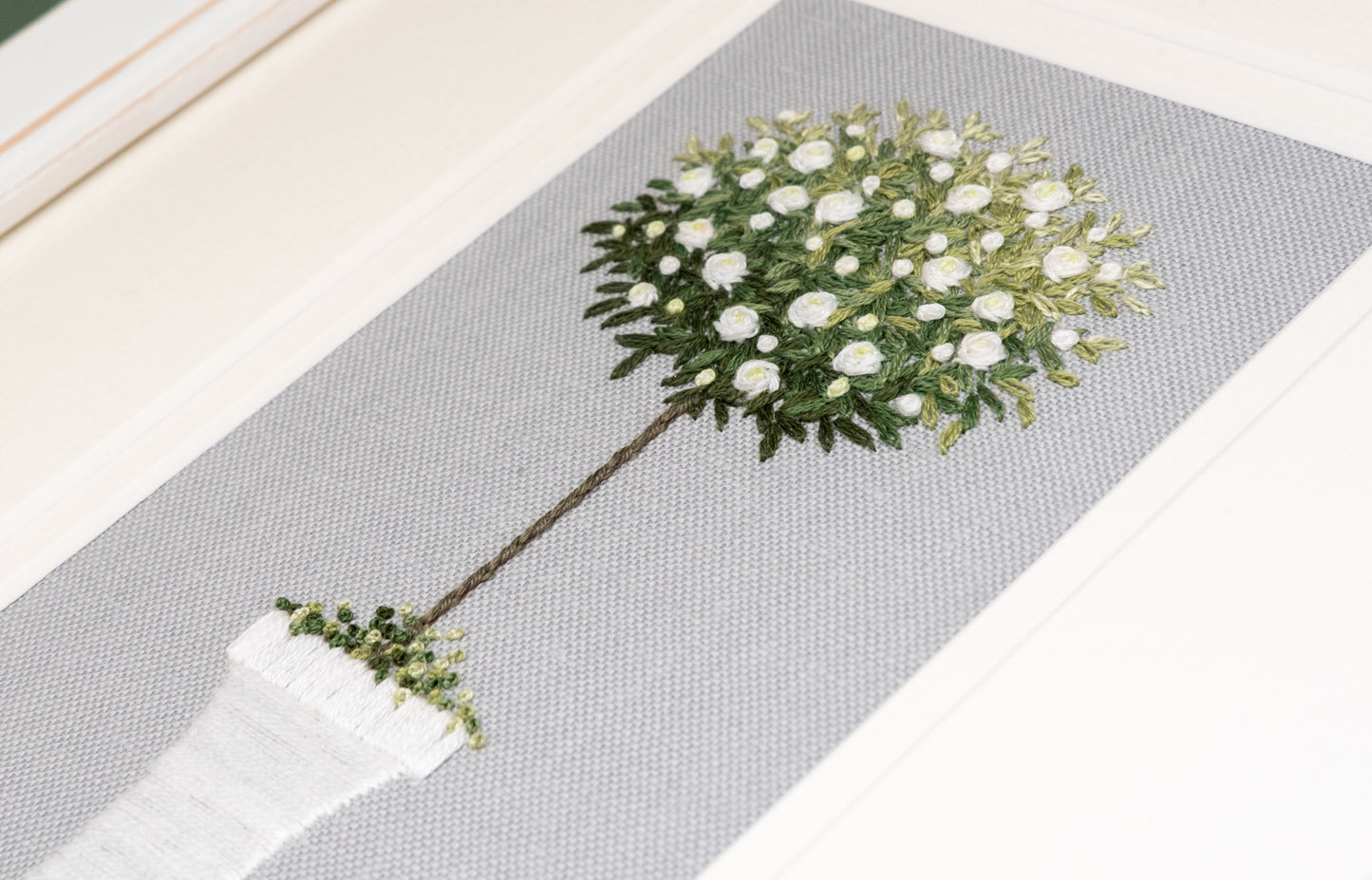 An angled view across the White standard rose.