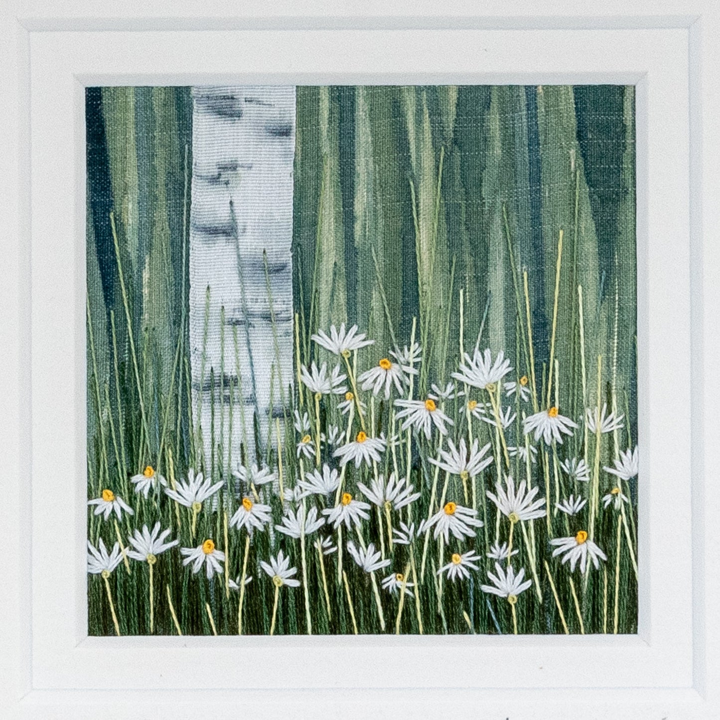 On the left a silver Birch trunk rises from the flowering white daisies below.